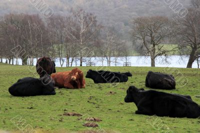 Cattle in Cumbria