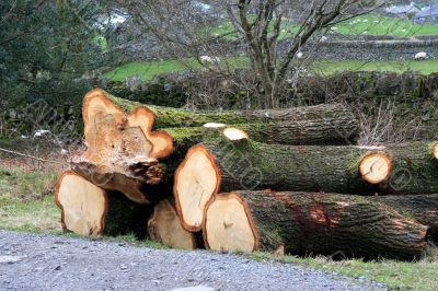 Timber drying