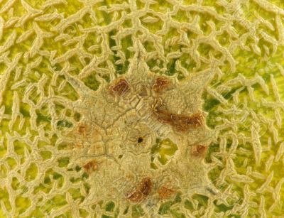 Melon Exterior