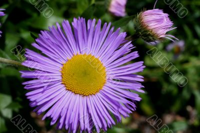 Erigeron (Asteracia)