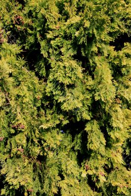 Conifer Tree