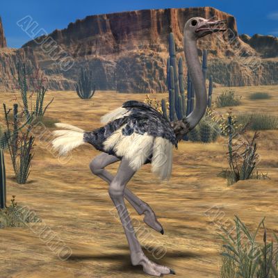 Ostrich-3D Animal