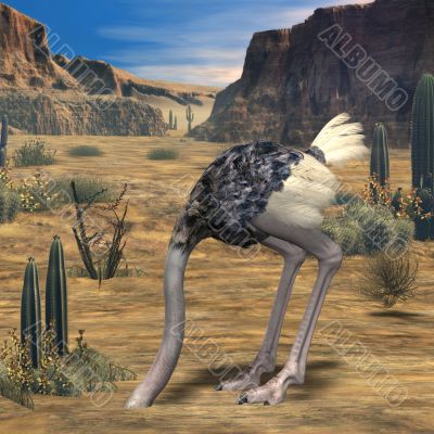 Ostrich-3D Animal