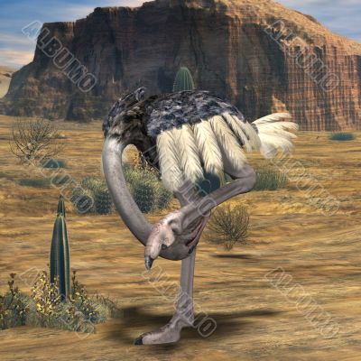 Ostrich-3D Animal