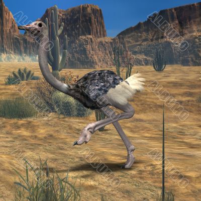 Ostrich-3D Animal