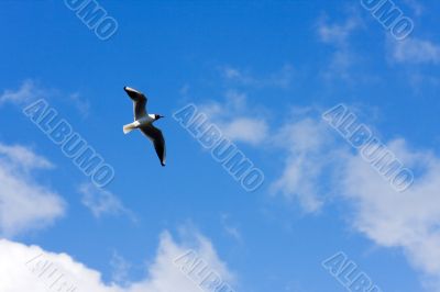 Flight of the seagull