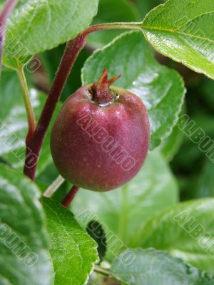 growing apple