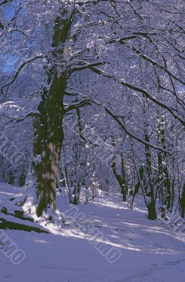 Woodland Snowscene