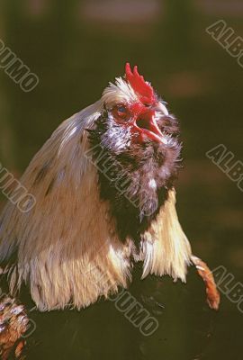 Rooster (Gallus gallus) Rooster (Gallus gallus)
