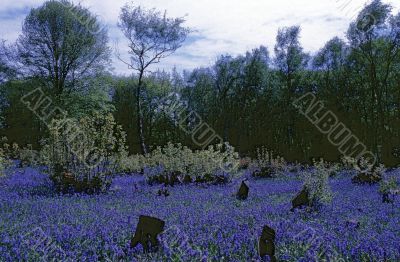 Coppiced Woodland