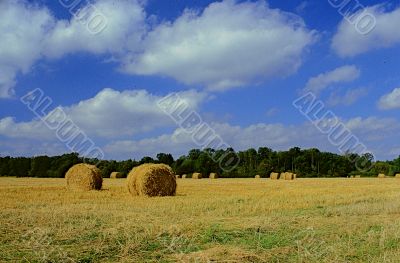 Harvest Time