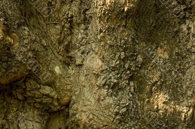 backround of bark