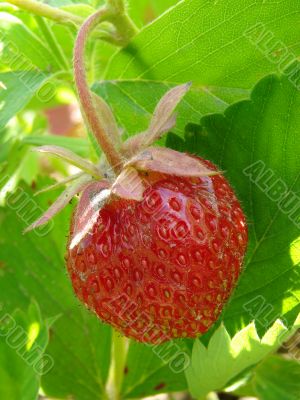 strawberry 2