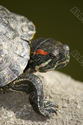 Tortoise portrait