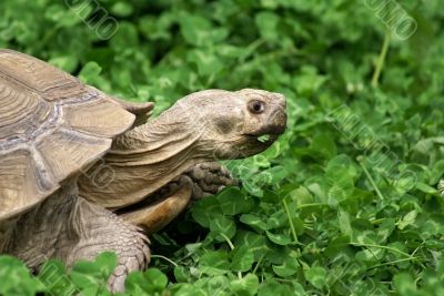 Tortoise with clover