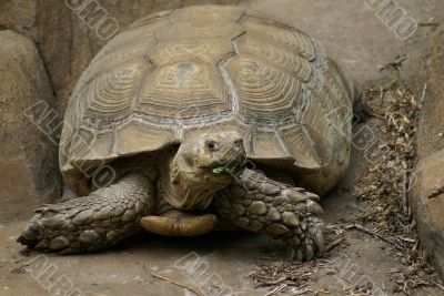 Tortoise portrait