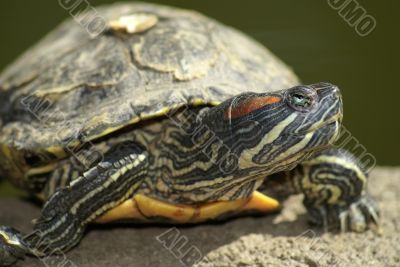 Tortoise portrait