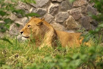 lion on a grass