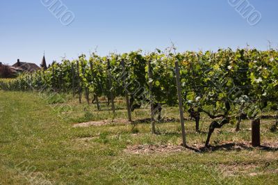 Summertime vineyards