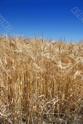 Summer wheat Summer wheat