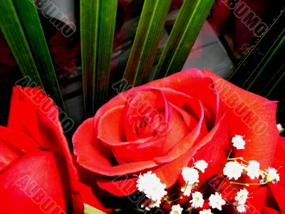 A beautiful bunch of red roses