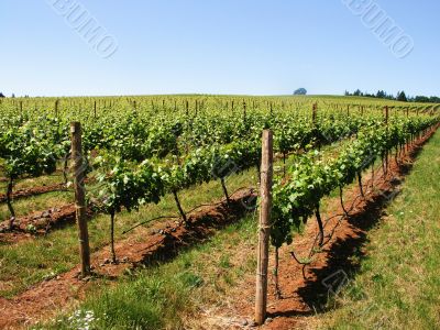 Wine Vines