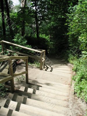 stairs down the forest