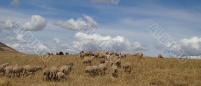 Peru agriculture in Sacred Valley