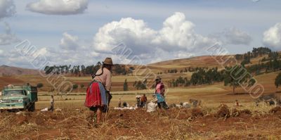 Peru agriculture in Sacred Valley