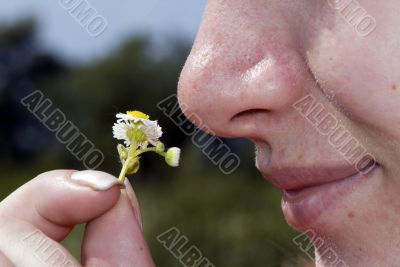 Girl smelling medical camomile