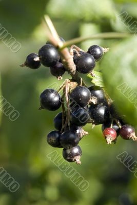 Black currant