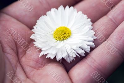 Hand hold a white camomiles