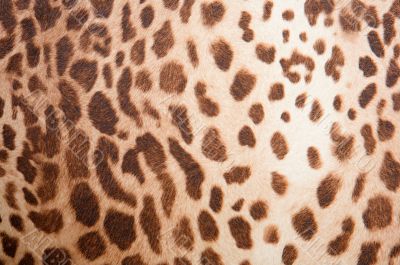 Leopard pattern texture