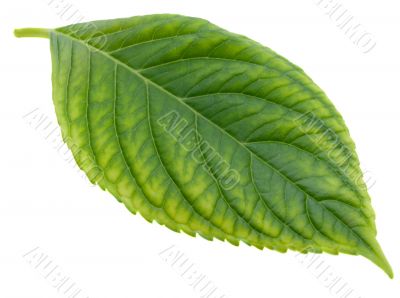 green leaf