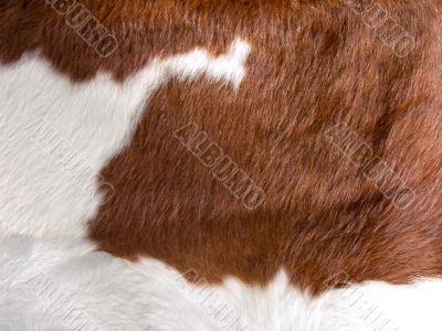 real cow skin texture