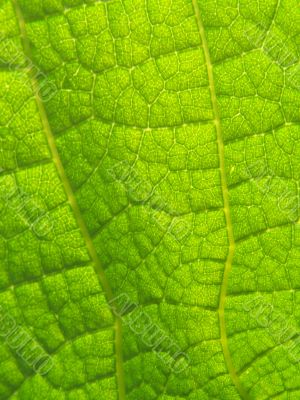 Emerald leaf texture