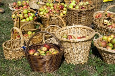 New season apples