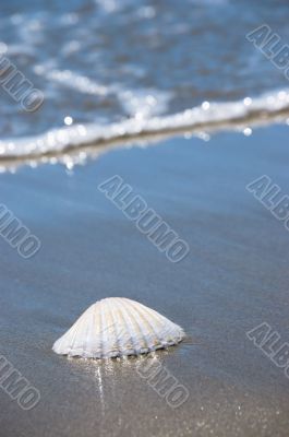 Sea shell on sand Sea shell on sand