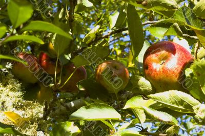 Apples on tree