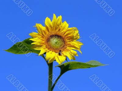 Sunflower with bee before blue sky. Sonnenblume mit Biene vor bl