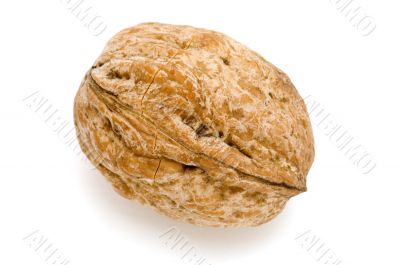 walnut