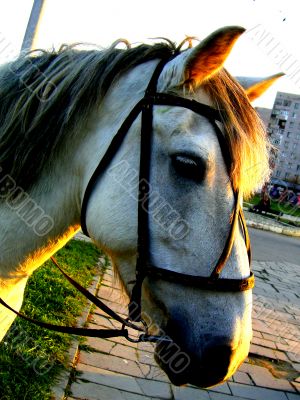 Horse in Russia