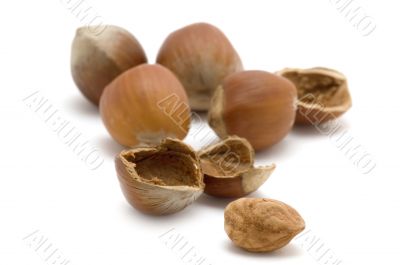 Open hazel nut