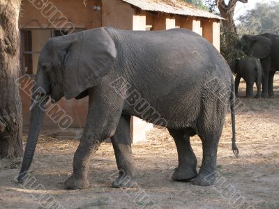 Elephant in a campsite