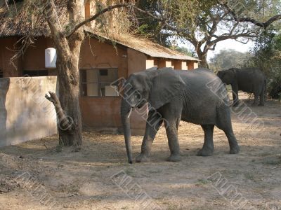 Elephant in a campsite