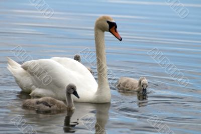 Swans family - Father with children