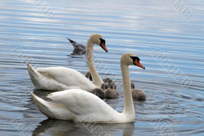Swans family on a surface of lake