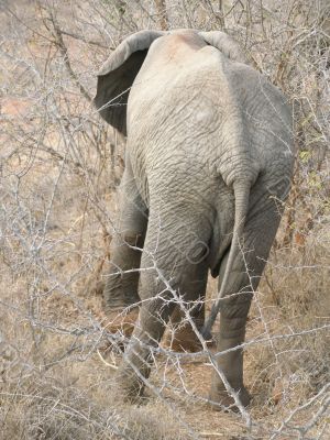 Elephant tail