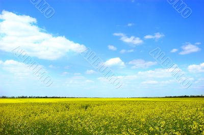 Raps field Raps field