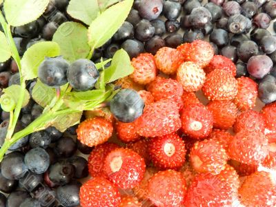 Forestry blueberries and strawberry